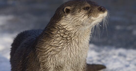 Loutre_d_Europe_