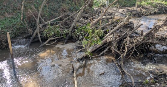 Amas de branchages sur le cours d'eau du Pralong, pour ralentir le débit et favoriser l'infiltration dans les sols